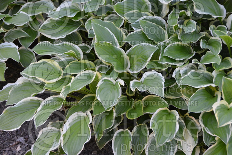 Hosta So Sweet (Hosta funkia august lily) 5 