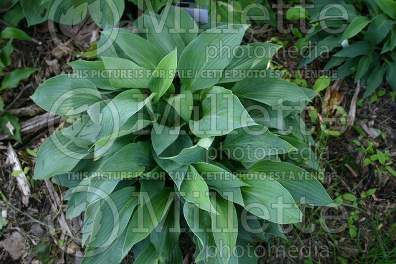 Hosta Sparkling Burgundy (Hosta funkia august lily) 1