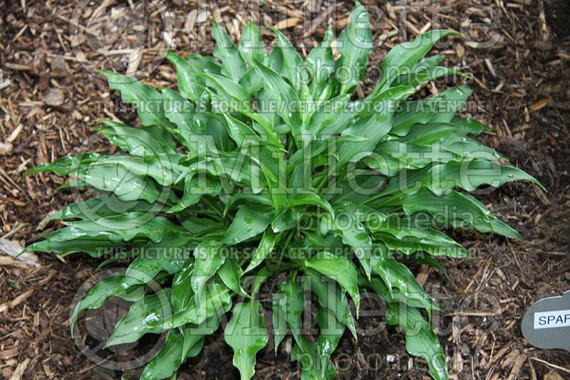 Hosta Spartan Arrow  (Hosta funkia august lily) 1 