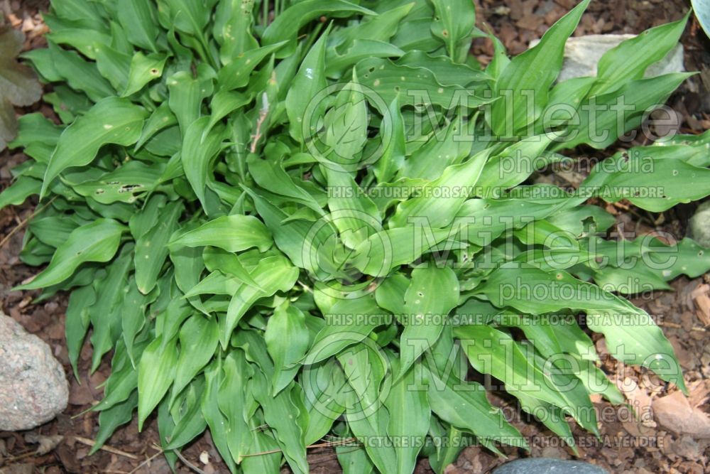 Hosta Spartan Arrow  (Hosta funkia august lily) 2 