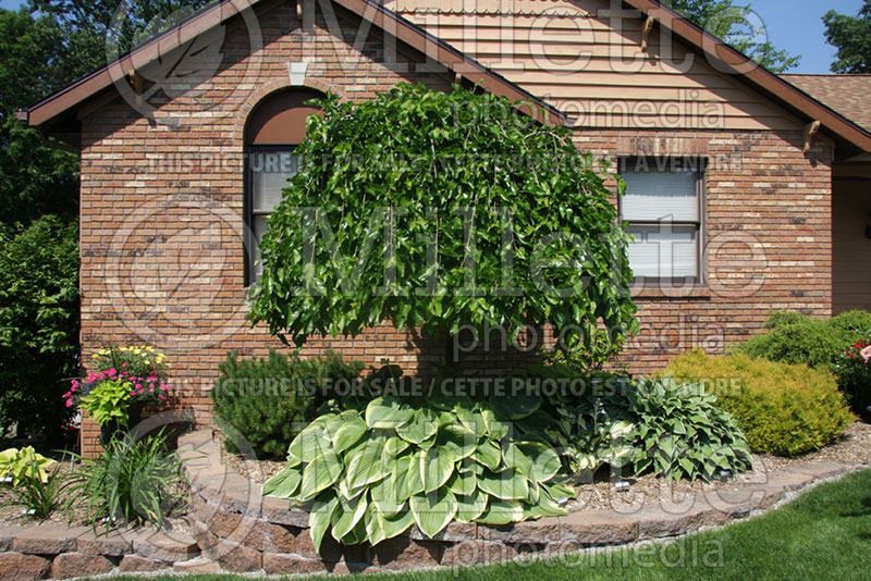 Hosta Spartan Glory (Hosta funkia august lily) 1