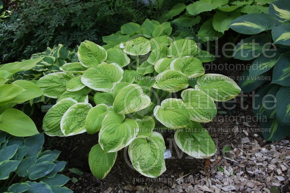 Hosta Spellbound (Hosta funkia august lily) 2 