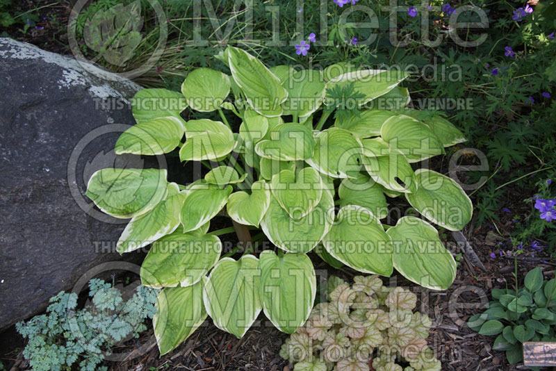 Hosta Spellbound (Hosta funkia august lily) 1 