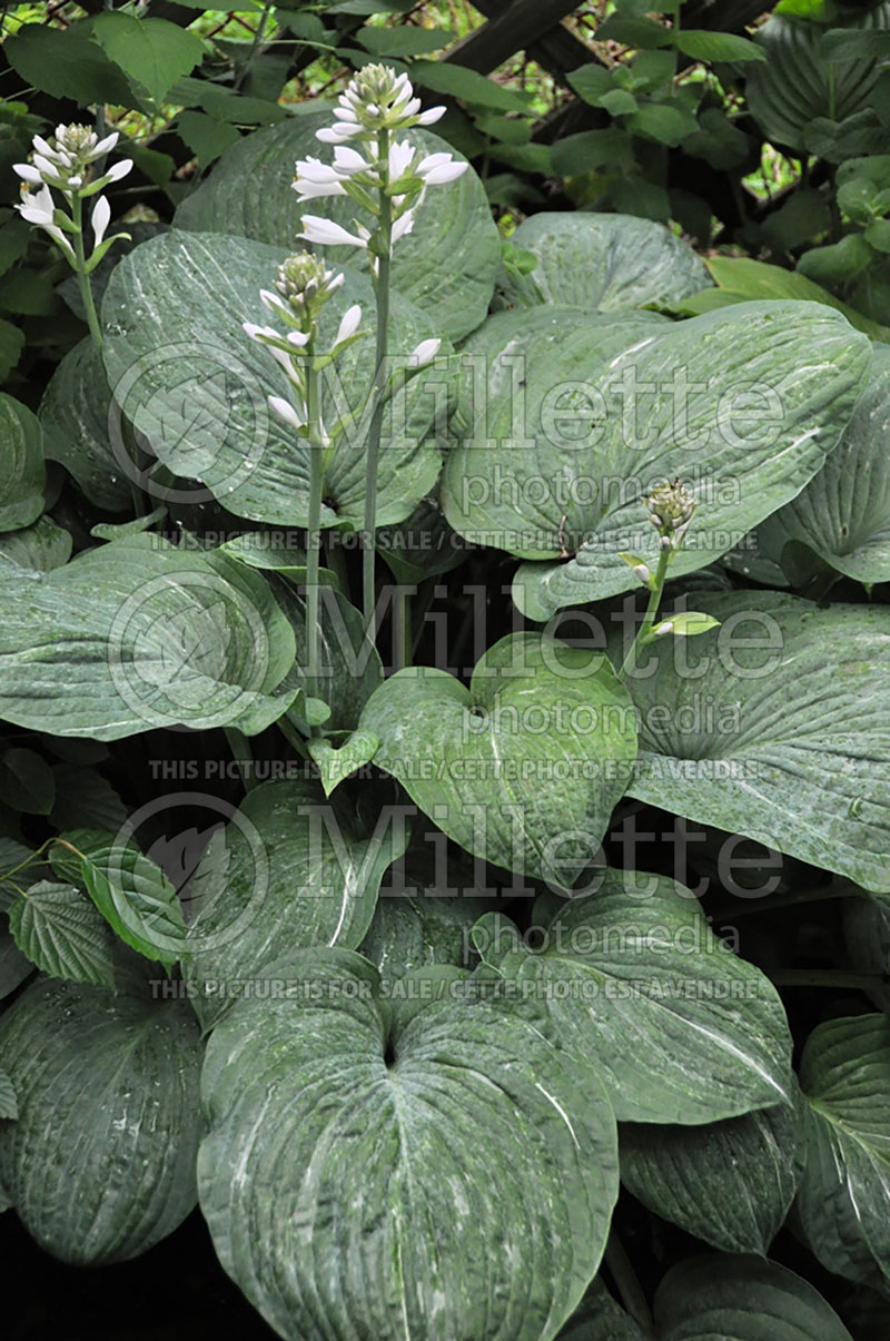 Hosta Spilt Milk (Hosta funkia august lily) 2 