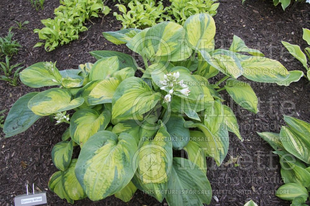 Hosta Spinning Wheel (Hosta funkia august lily) 1 