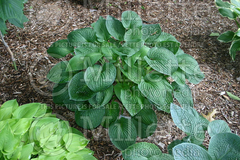 Hosta Splish Splash (Hosta funkia august lily) 1