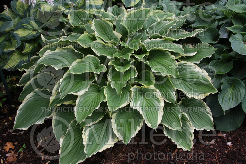 Hosta Spring Fling (Hosta funkia august lily) 1