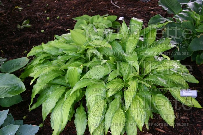 Hosta Spritzer (Hosta funkia august lily) 1 