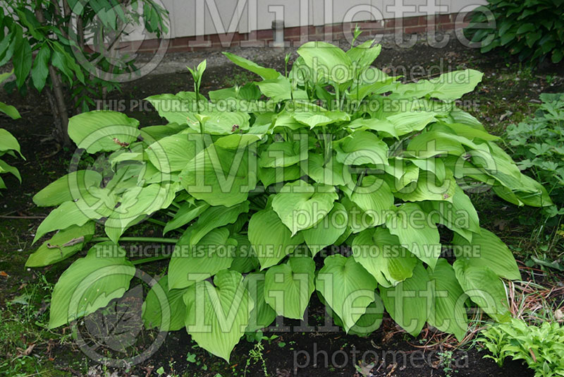 Hosta Squire Rich (Hosta funkia august lily) 1