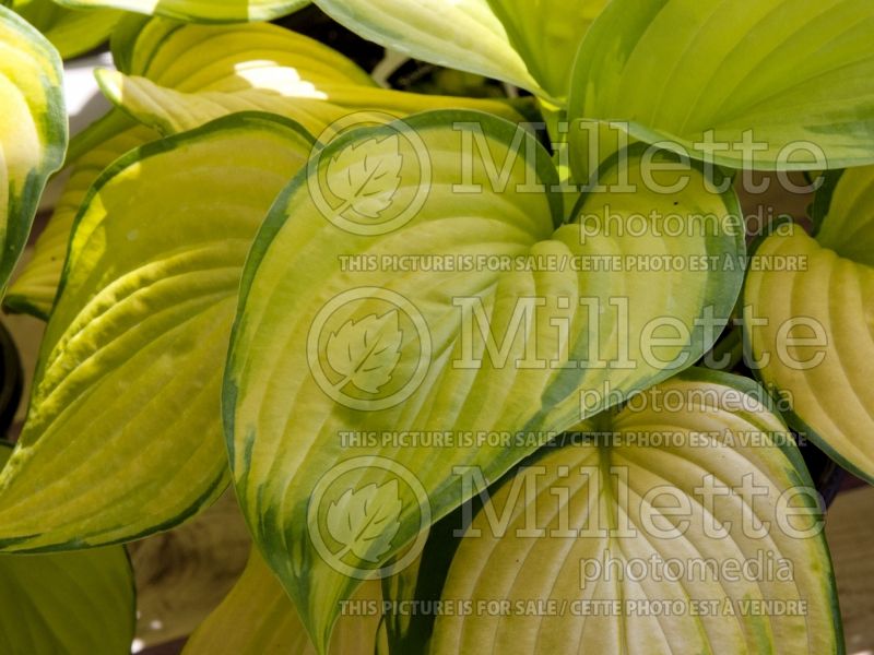 Hosta Stained Glass (Hosta funkia august lily) 3 