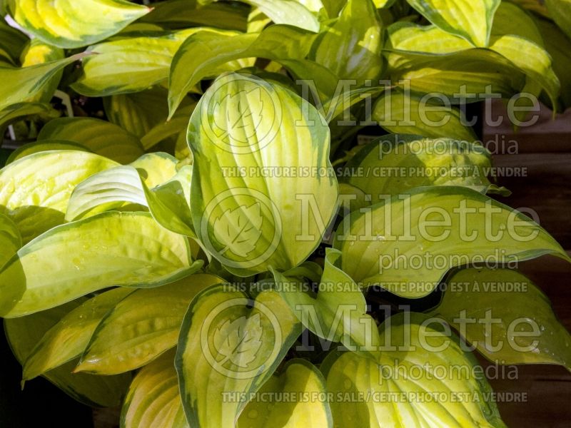 Hosta Stained Glass (Hosta funkia august lily) 4 