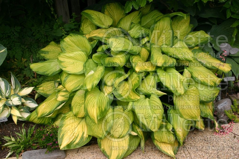 Hosta Stained Glass (Hosta funkia august lily) 2 