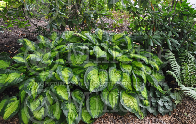 Hosta Stained Glass (Hosta funkia august lily) 1 