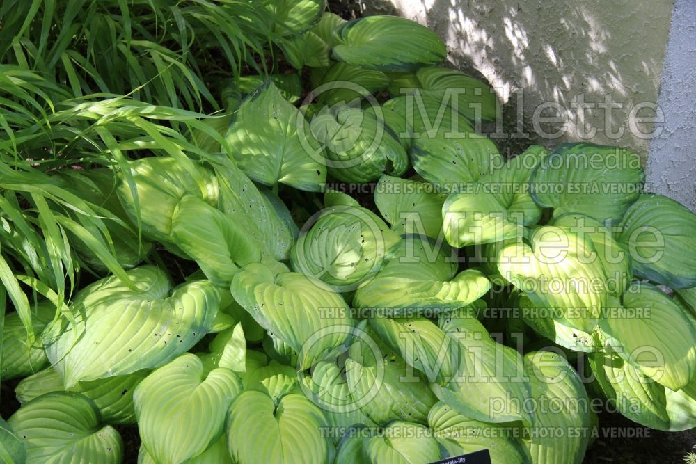 Hosta Stained Glass (Hosta funkia august lily) 5 