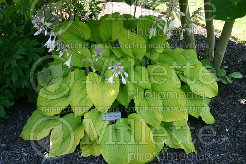 Hosta Stardust (Hosta funkia august lily) 1 