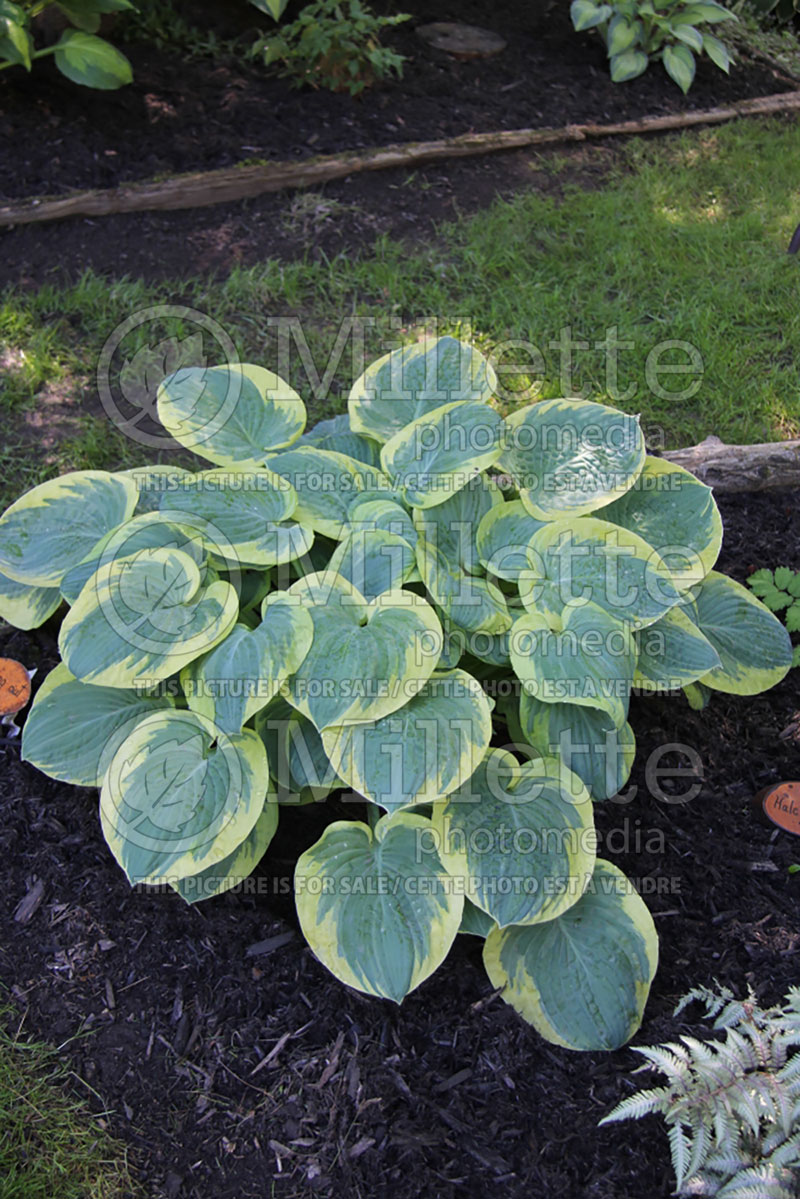 Hosta Stepping Out (Hosta funkia august lily) 1