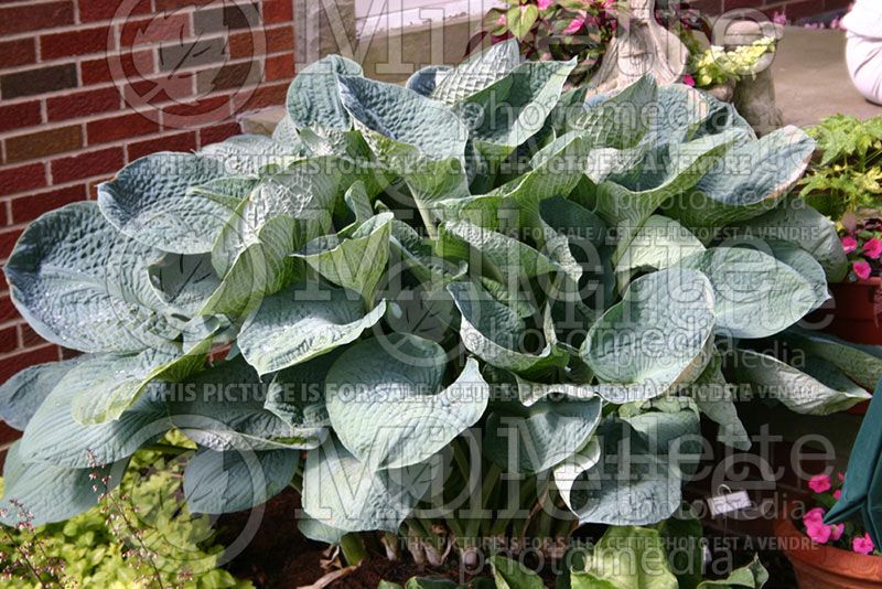 Hosta Steve Moldovan (Hosta funkia august lily)  2