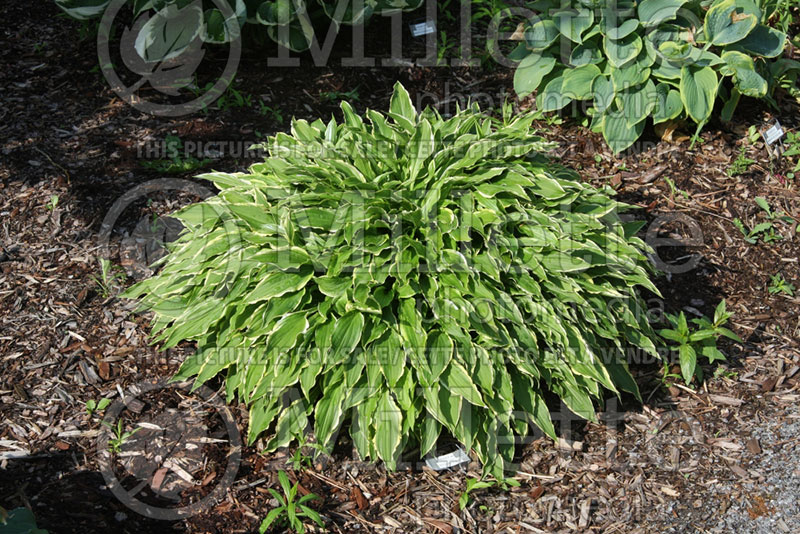 Hosta Stiletto (Hosta funkia august lily) 2