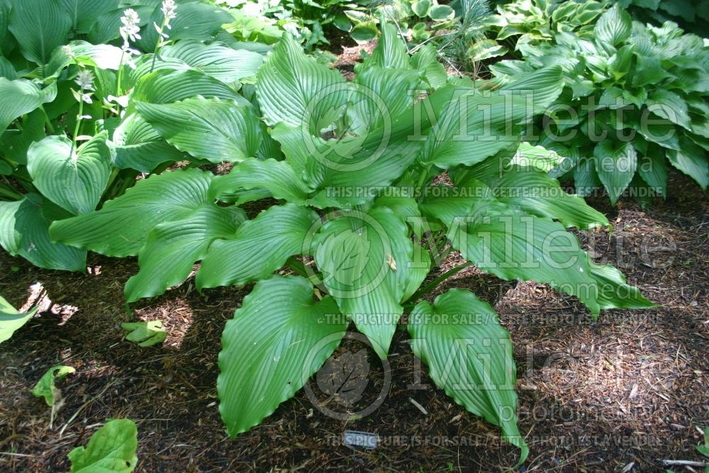 Hosta Stingray (Hosta funkia august lily) 1