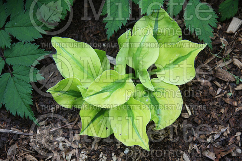 Hosta Stitch in Time (Hosta funkia august lily) 3