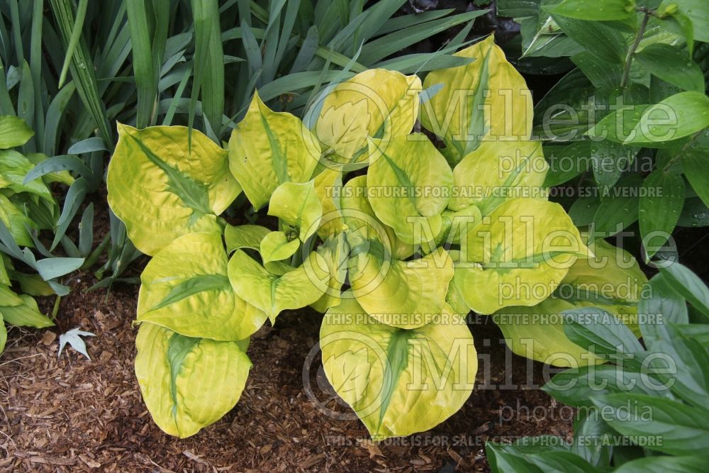 Hosta Stitch in Time (Hosta funkia august lily) 1