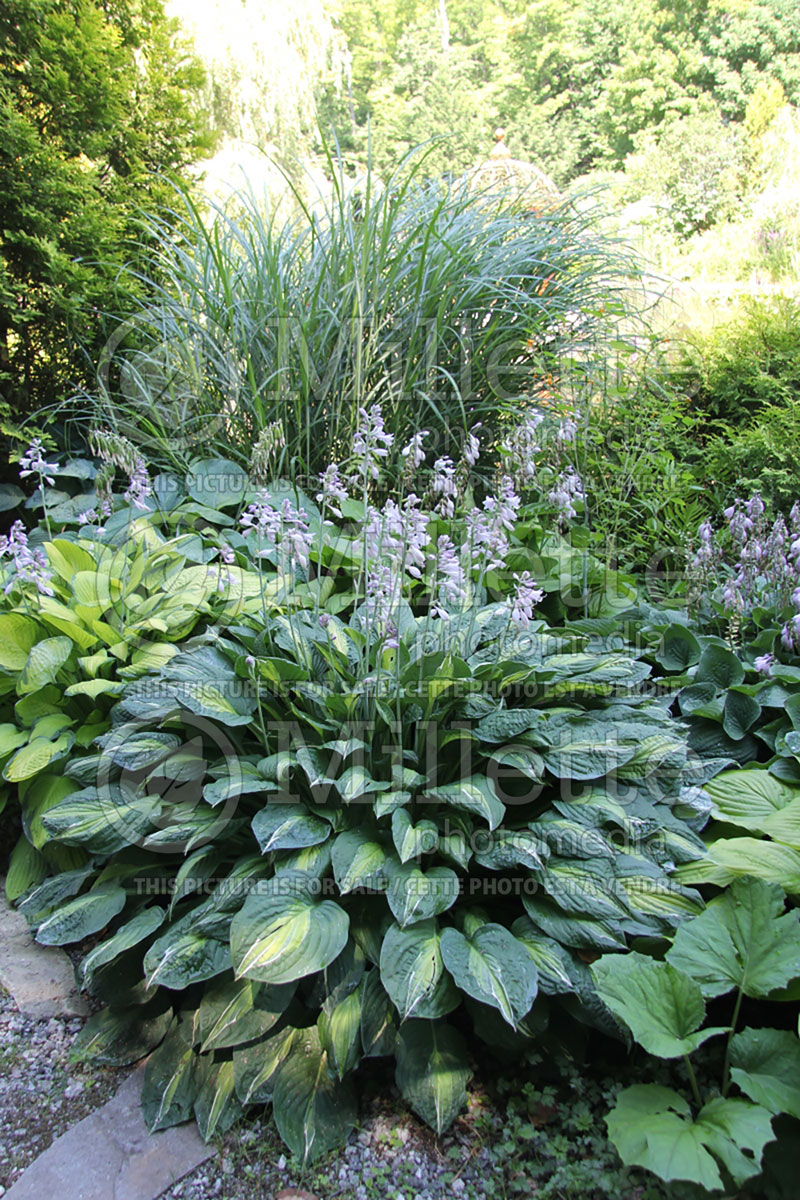 Hosta Striptease (Hosta funkia august lily) 4  