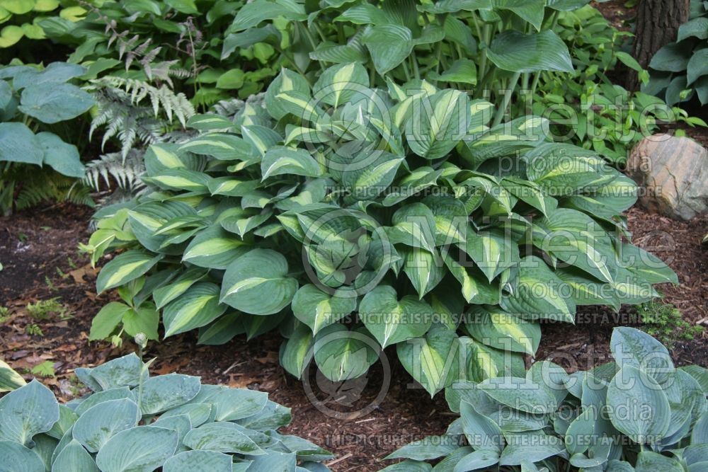 Hosta Striptease (Hosta funkia august lily) 3 