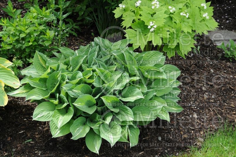 Hosta Striptease (Hosta funkia august lily) 5 