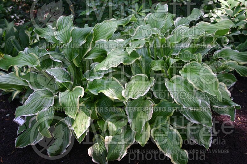 Hosta Sugar and Cream (Hosta funkia august lily) 2