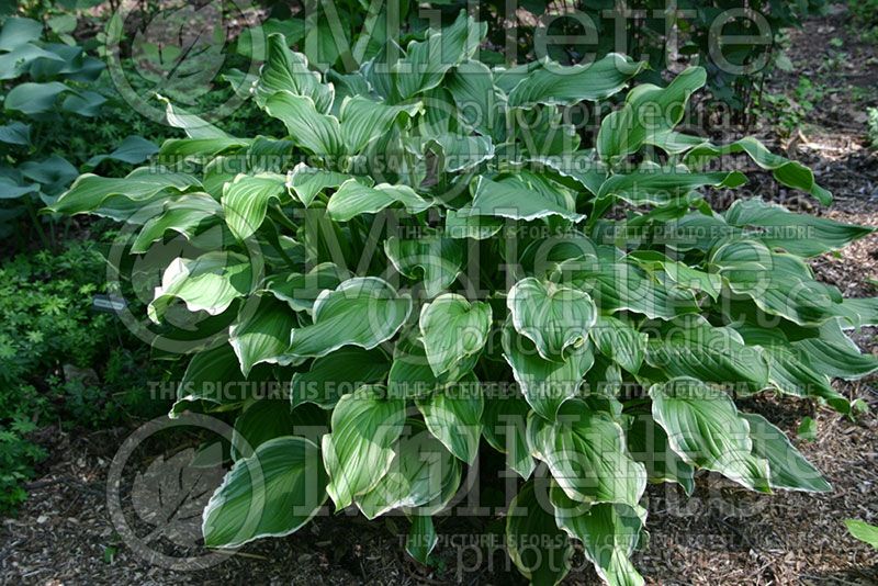 Hosta Sugar and Cream (Hosta funkia august lily) 3