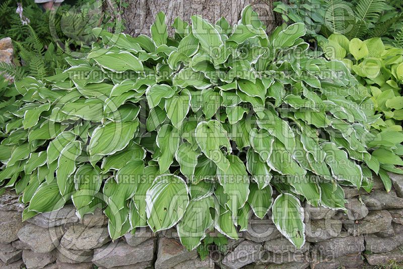 Hosta Sugar and Cream (Hosta funkia august lily)  1