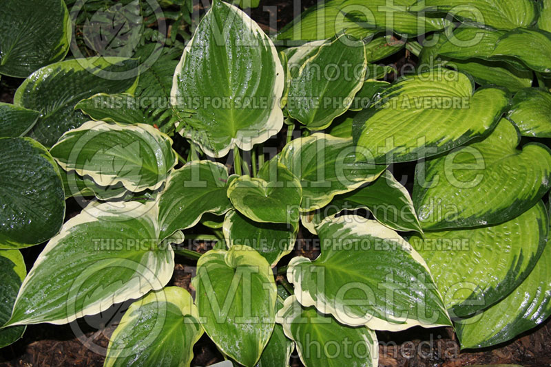 Hosta Sugar and Spice (Hosta funkia august lily) 1 