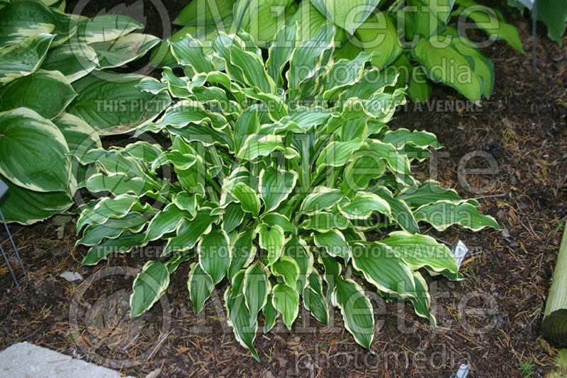 Hosta Sugar Babe (Hosta funkia august lily) 1