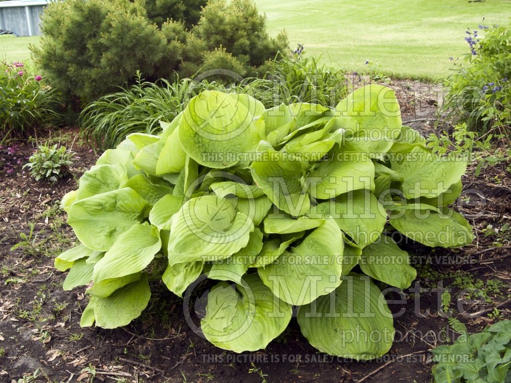 Hosta Sum and Substance (Hosta funkia august lily) 7