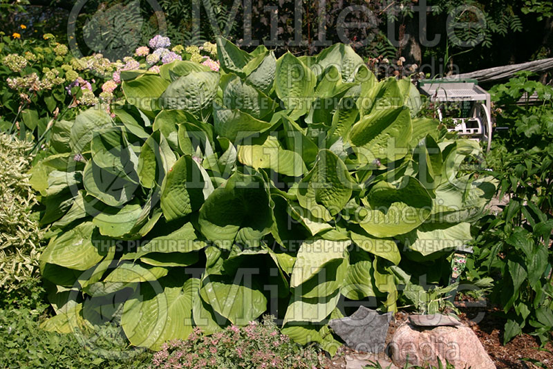 Hosta Sum and Substance (Hosta funkia august lily) 4