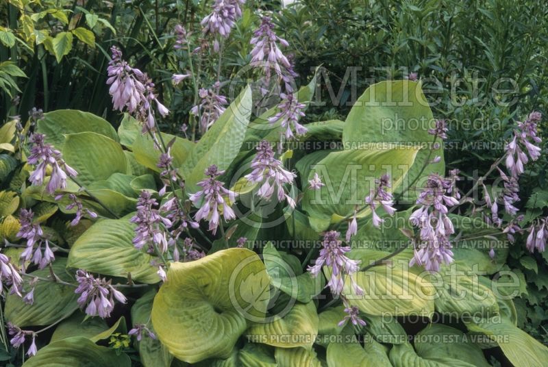 Hosta Sum and Substance (Hosta funkia august lily) 9