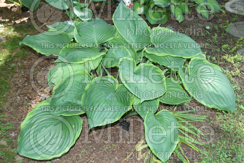 Hosta Sum it Up (Hosta funkia august lily) 1 