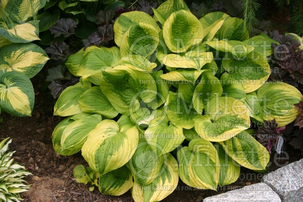 Hosta Summer Breeze (Hosta funkia august lily) 2