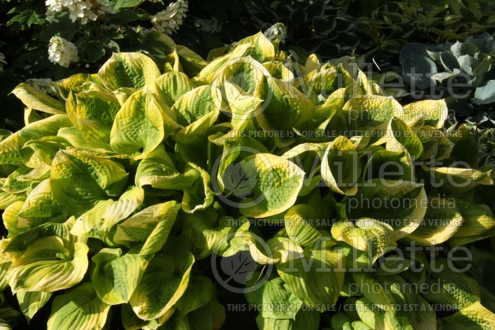 Hosta Summer Breeze (Hosta funkia august lily) 3 