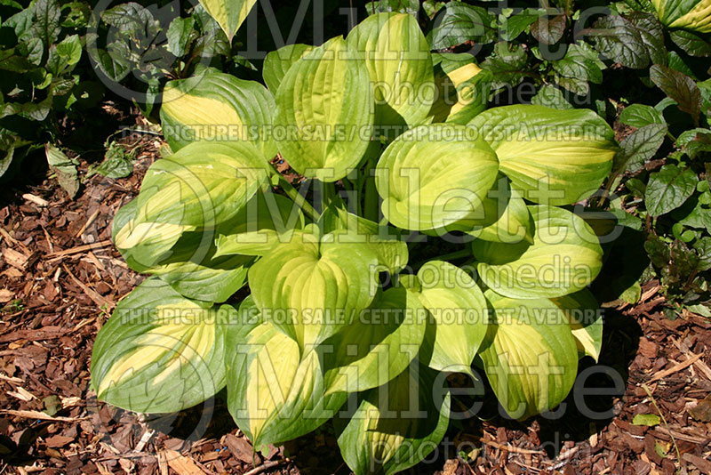 Hosta Summer Concerto (Hosta funkia august lily) 1 