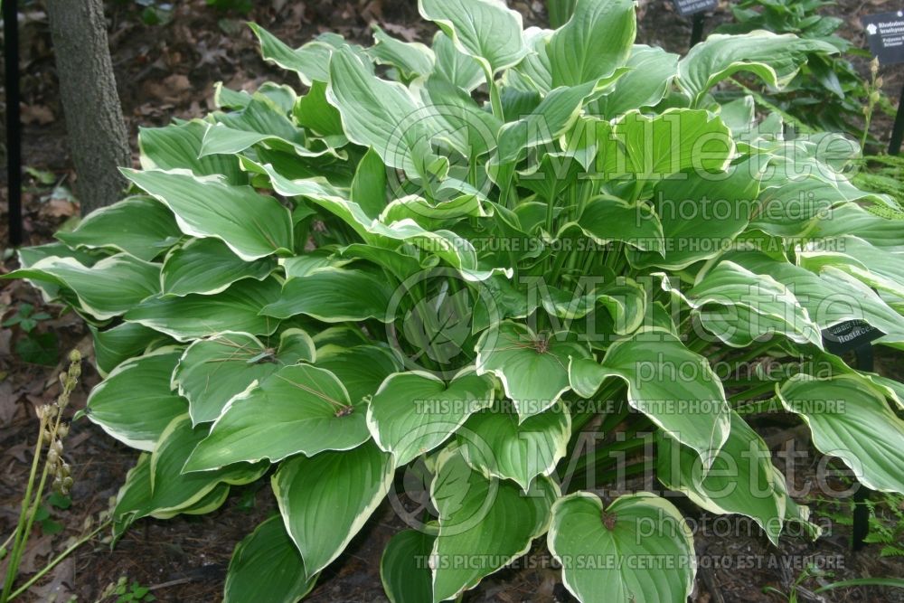 Hosta Summer Fragrance (Hosta funkia august lily) 1