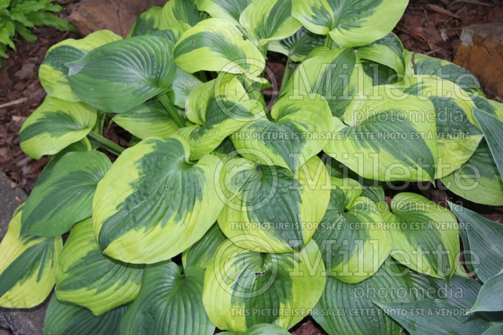 Hosta Summer Lovin (Hosta funkia august lily) 1