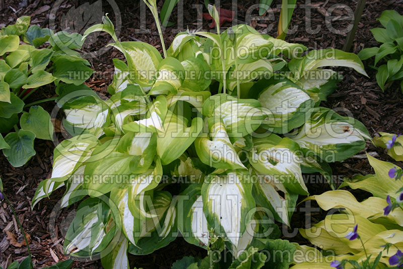 Hosta Summer Music (Hosta funkia august lily) 1 