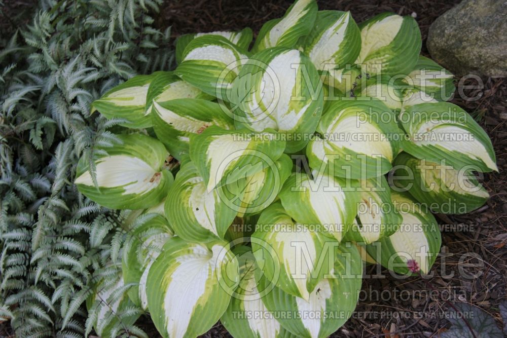 Hosta Summer Music (Hosta funkia august lily) 2 