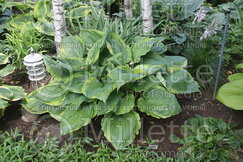 Hosta Sum of All (Hosta funkia august lily) 2