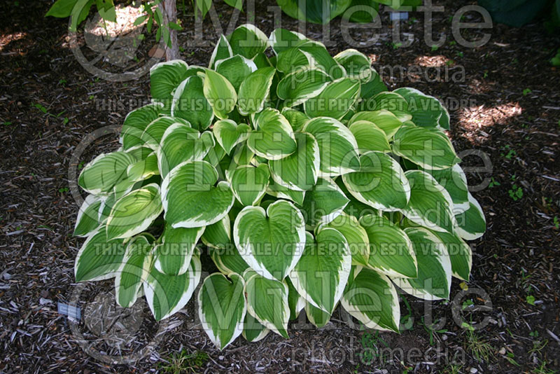 Hosta Sunny Smiles (Hosta funkia august lily) 1