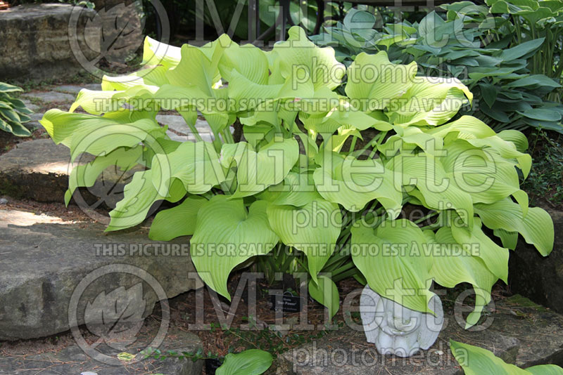 Hosta Sun Power (Hosta funkia august lily) 2 