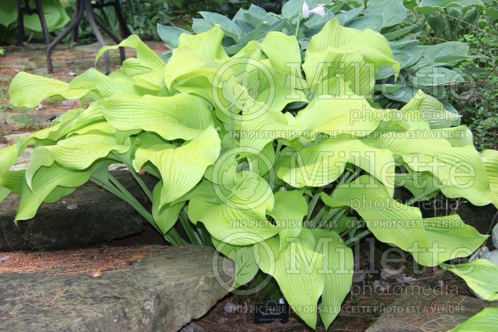 Hosta Sun Power (Hosta funkia august lily) 3 