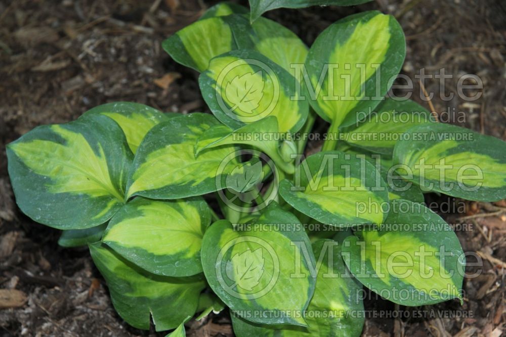 Hosta Sunset Grooves (Hosta funkia august lily) 2 