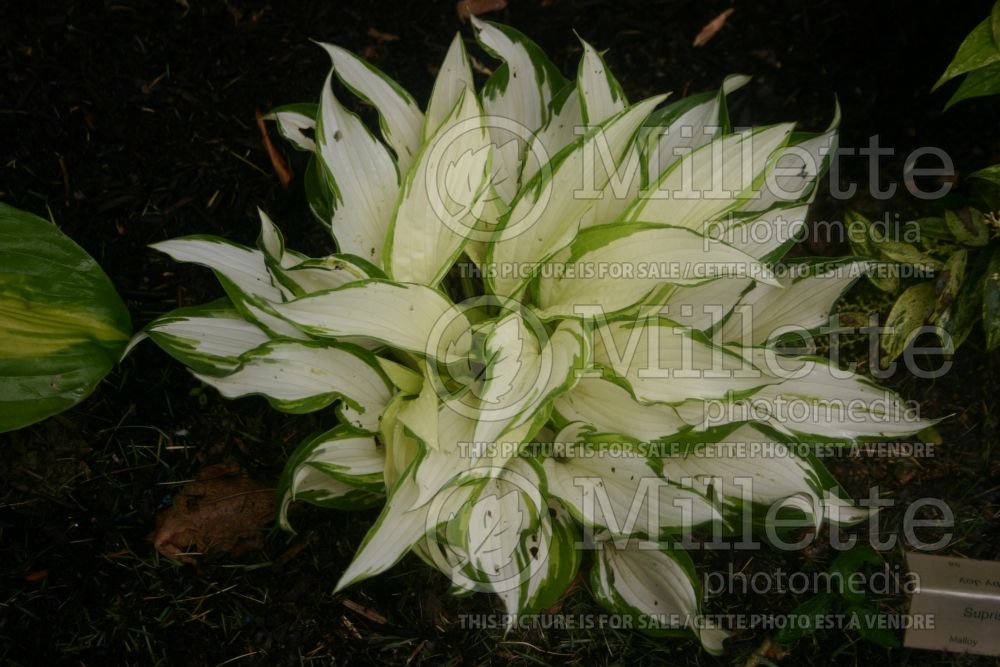 Hosta Surprised by Joy (Hosta funkia august lily) 1